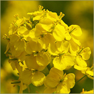菜の花