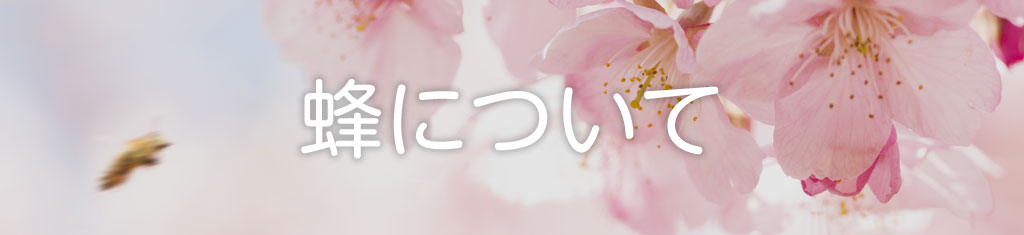 蜂について