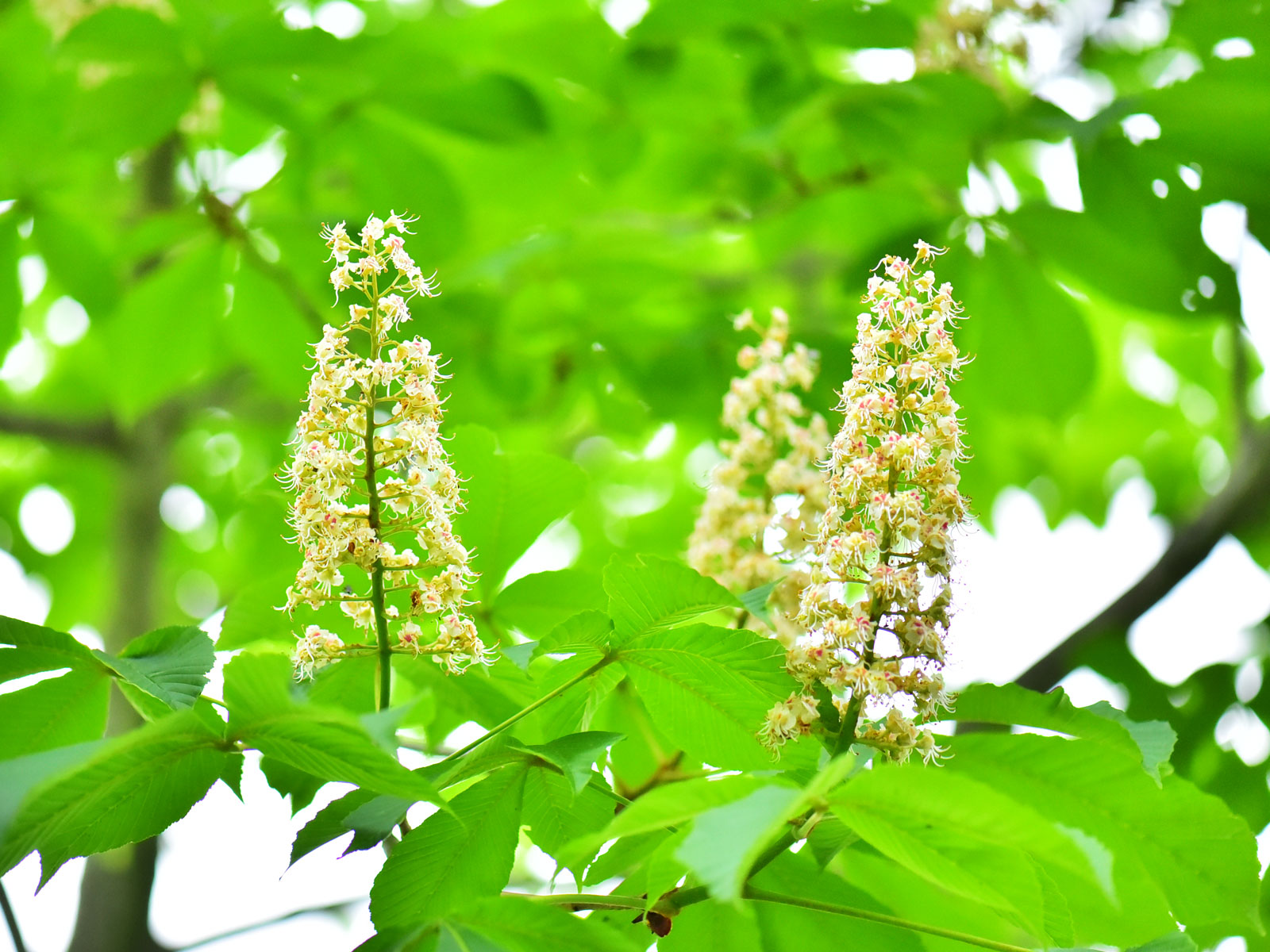 栃の花