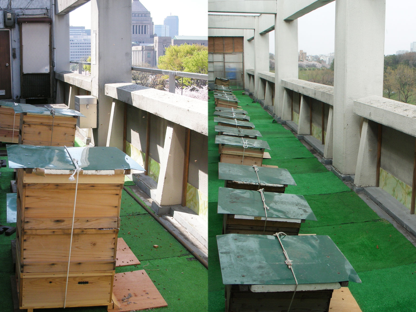東京都千代田区のビル屋上での採蜜