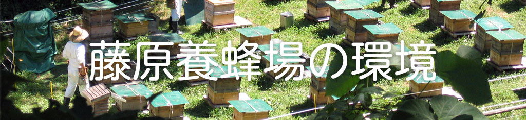 藤原養蜂場の環境
