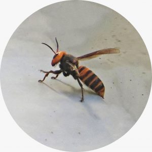 オオスズメバチ